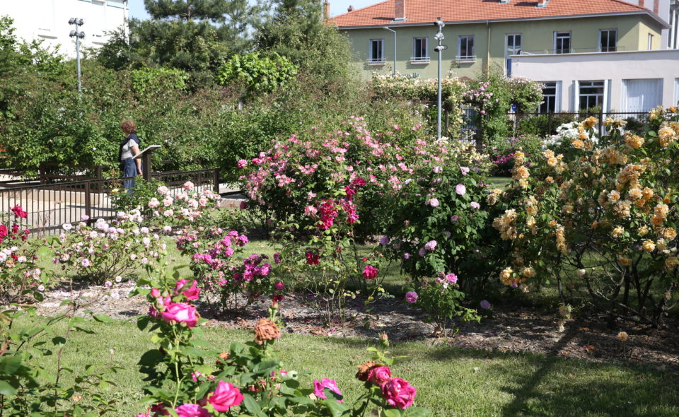 Rosiers en fleur dans Vénissieux: Square Pernet-Ducher